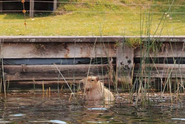 Imagen de nota periodística cuyo pie dice “Un cerco eléctrico asoma detrás de un carpincho”